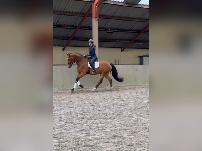 KWPN Castrone 5 Anni 168 cm Baio scuro in Hoogeloon