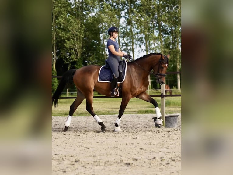 KWPN Castrone 5 Anni 168 cm Baio scuro in Jabbeke