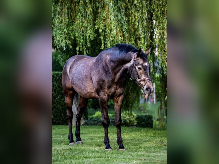 KWPN Castrone 5 Anni 168 cm Grigio ferro in Stadskanaal