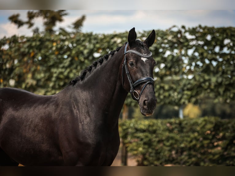 KWPN Castrone 5 Anni 168 cm Morello in Goch