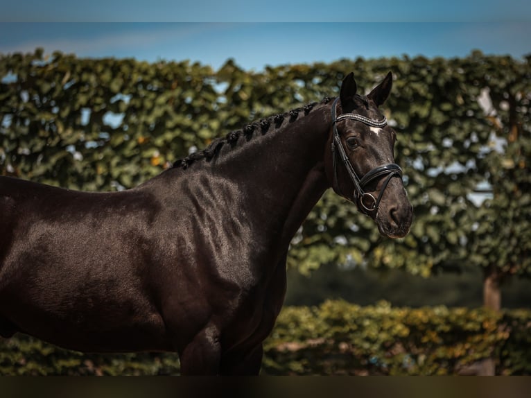 KWPN Castrone 5 Anni 168 cm Morello in Goch