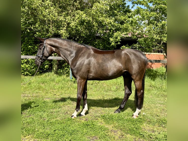 KWPN Castrone 5 Anni 168 cm Morello in Nordhorn