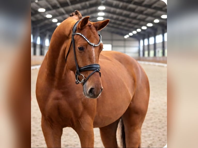 KWPN Castrone 5 Anni 168 cm Sauro in Neuss