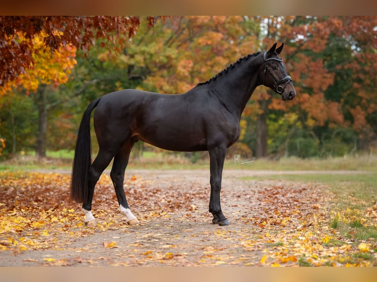 KWPN Castrone 5 Anni 169 cm Baio scuro in Peer