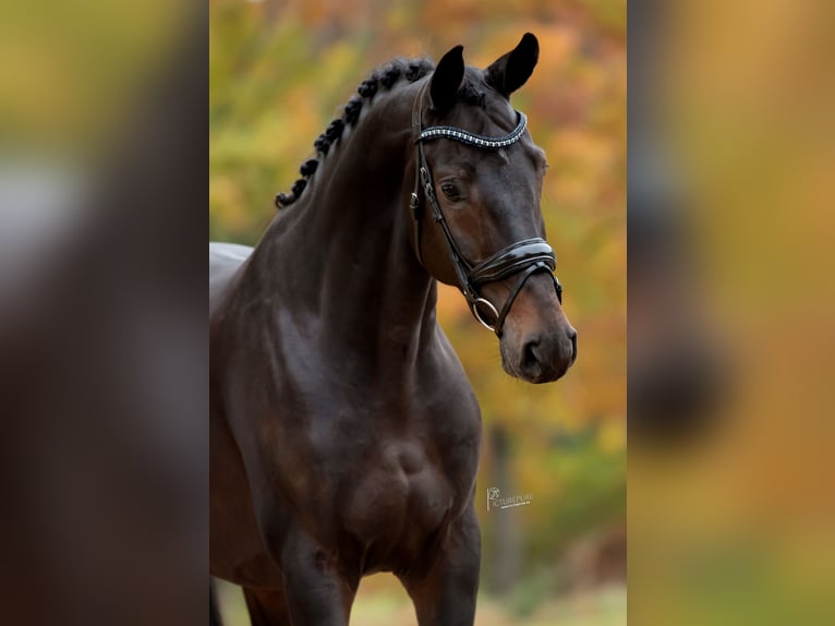 KWPN Castrone 5 Anni 169 cm Baio scuro in Peer