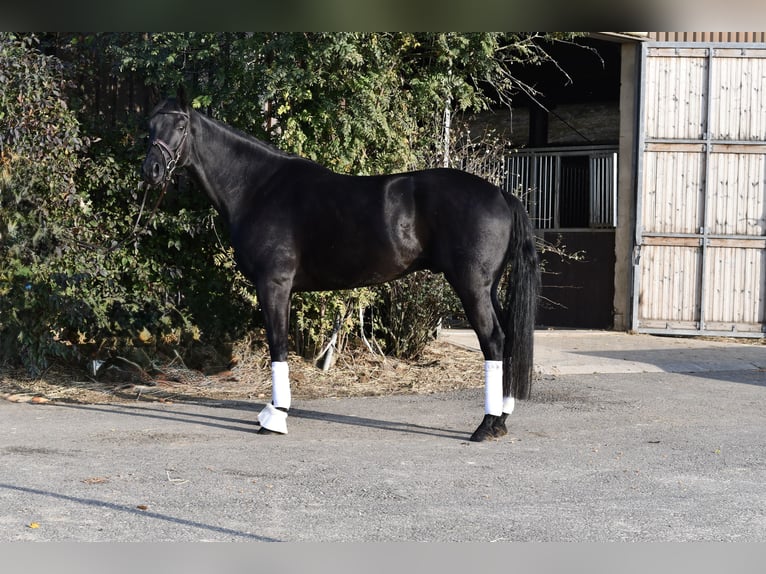 KWPN Castrone 5 Anni 169 cm Morello in Geilenkirchen