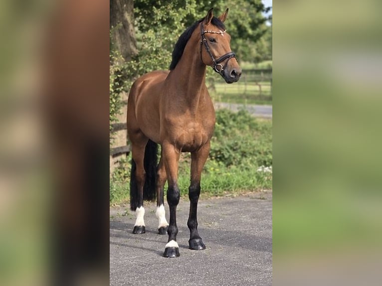 KWPN Castrone 5 Anni 170 cm Baio in Weert