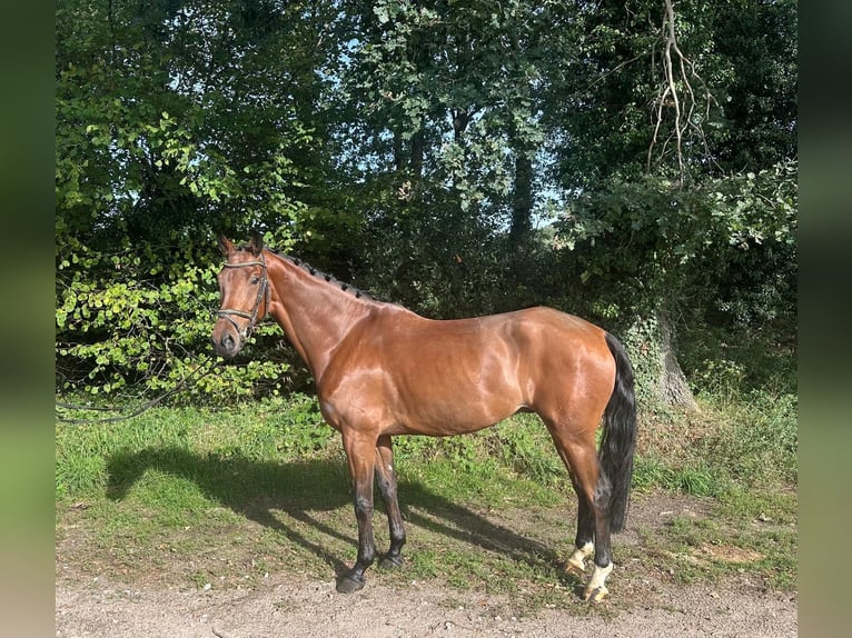 KWPN Castrone 5 Anni 170 cm Baio in Kaulille