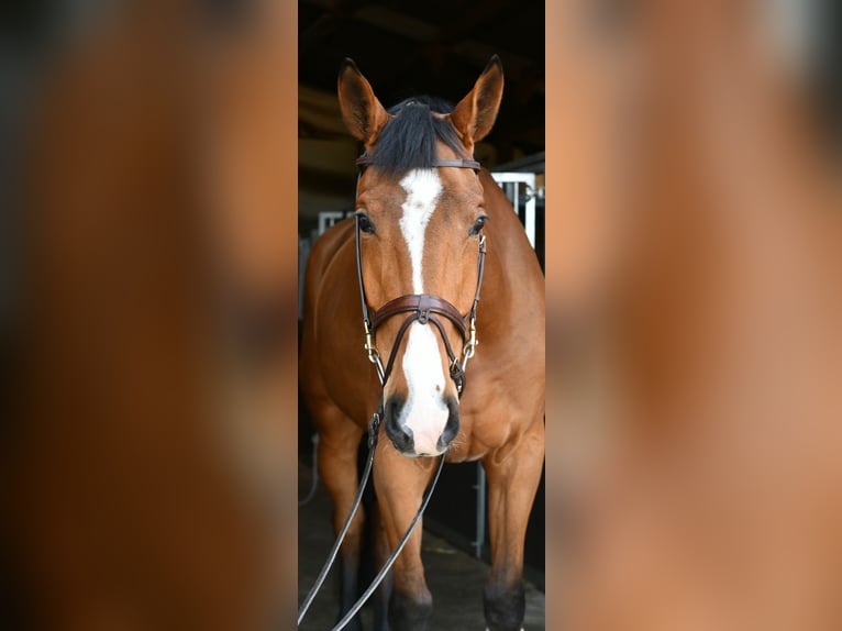 KWPN Castrone 5 Anni 170 cm Baio in Geilenkirchen