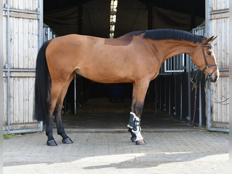 KWPN Castrone 5 Anni 170 cm Baio in Geilenkirchen