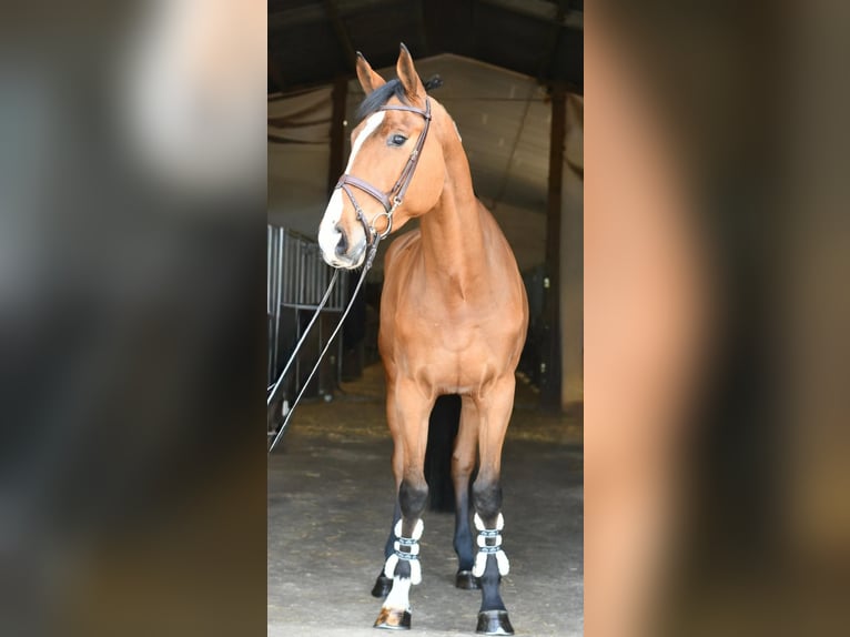 KWPN Castrone 5 Anni 170 cm Baio in Geilenkirchen