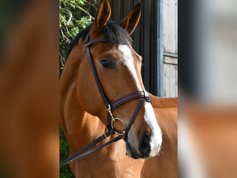 KWPN Castrone 5 Anni 170 cm Baio in Geilenkirchen