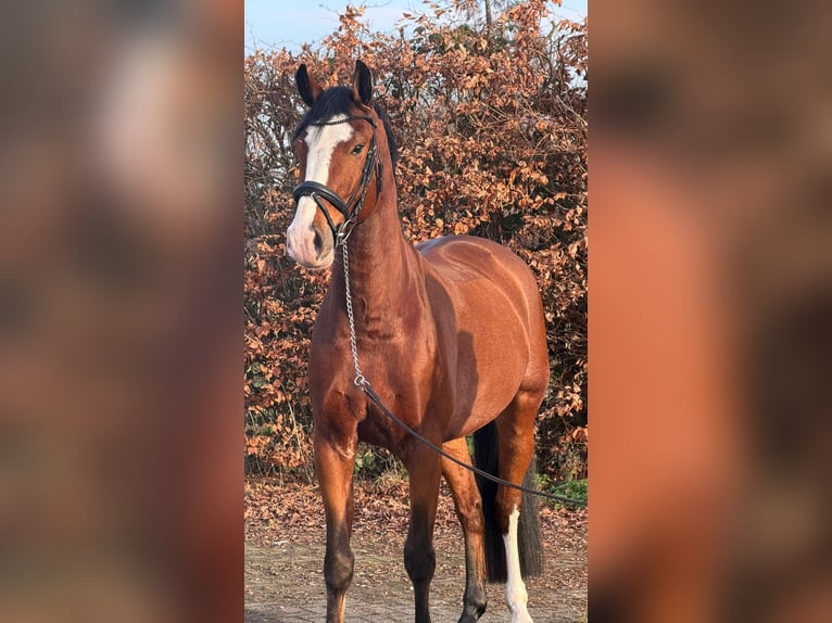 KWPN Castrone 5 Anni 170 cm Baio in Someren