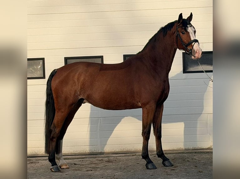 KWPN Castrone 5 Anni 170 cm Baio in Someren