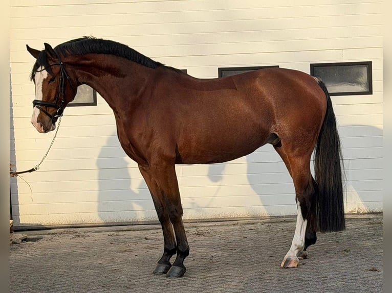 KWPN Castrone 5 Anni 170 cm Baio in Someren