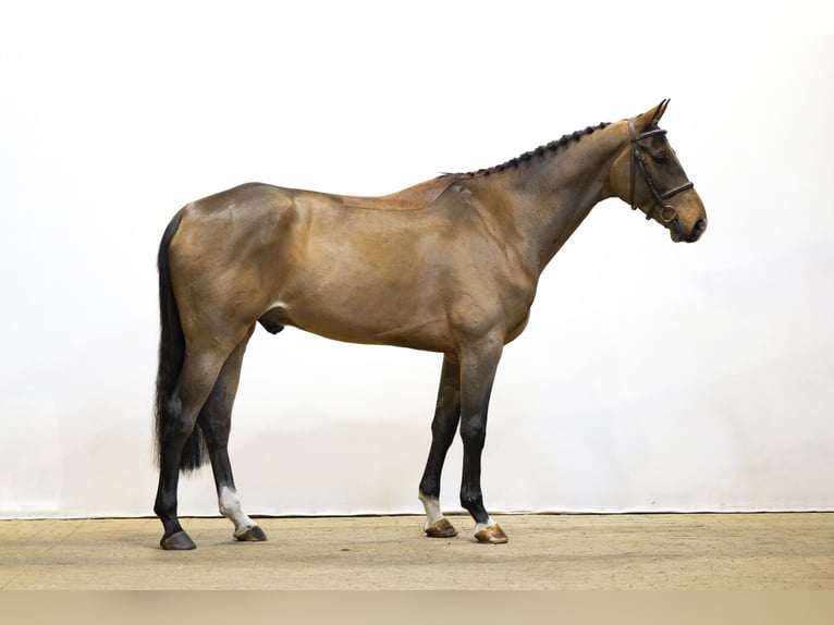 KWPN Castrone 5 Anni 170 cm Baio in Waddinxveen