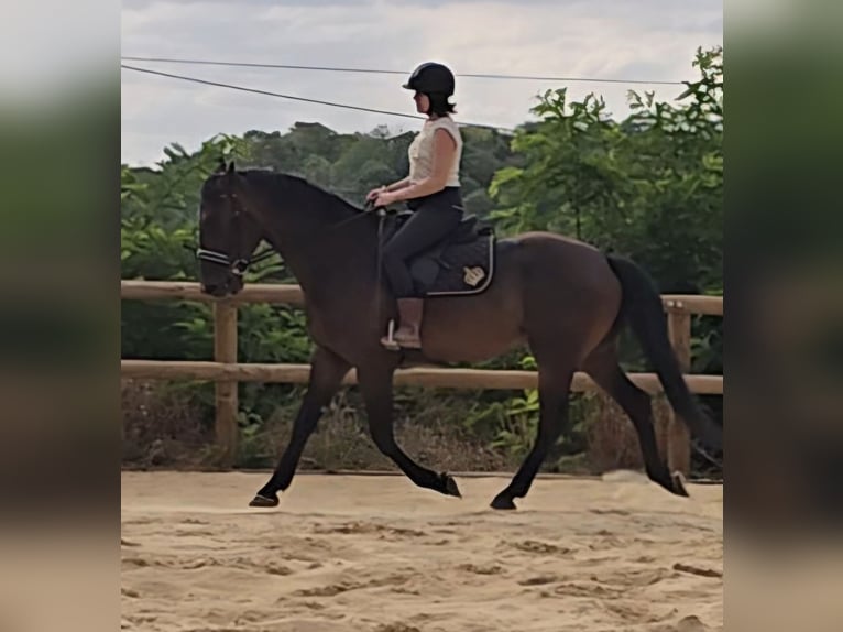 KWPN Castrone 5 Anni 170 cm Baio scuro in Puiseaux