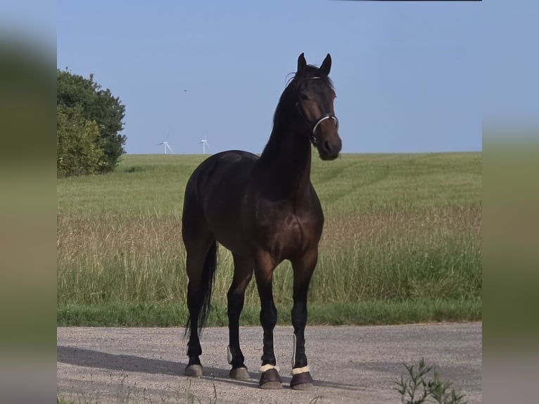 KWPN Castrone 5 Anni 170 cm Baio scuro in Puiseaux