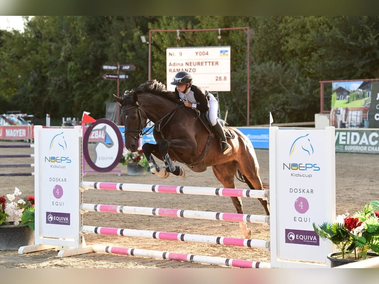 KWPN Castrone 5 Anni 170 cm Baio scuro in Enzesfeld-Lindabrunn