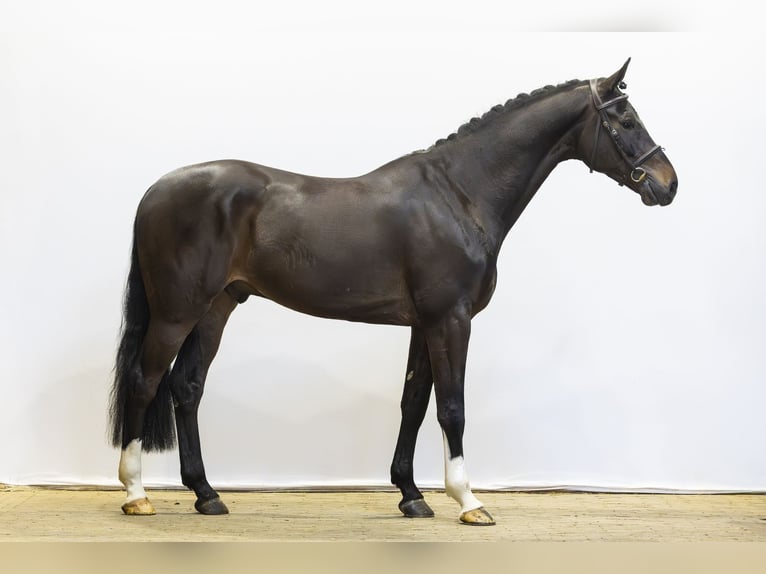 KWPN Castrone 5 Anni 170 cm Baio scuro in Waddinxveen