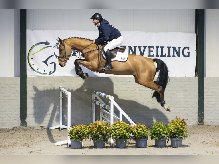 KWPN Castrone 5 Anni 170 cm  in Heerde