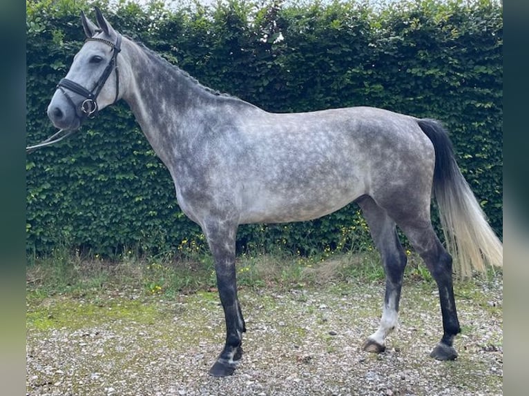 KWPN Castrone 5 Anni 170 cm Grigio in Putten