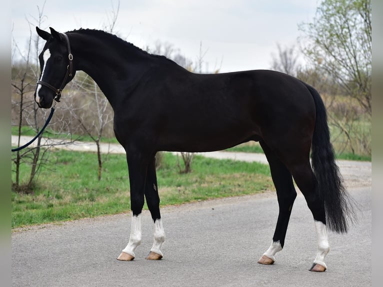 KWPN Castrone 5 Anni 170 cm Morello in Kecskemét