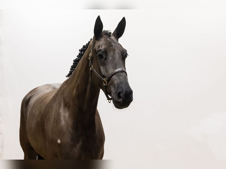 KWPN Castrone 5 Anni 170 cm Morello in Waddinxveen