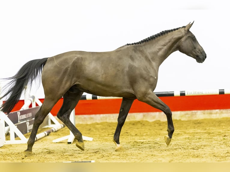 KWPN Castrone 5 Anni 170 cm Morello in Waddinxveen