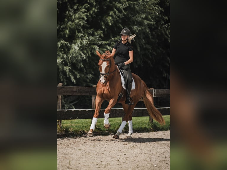 KWPN Castrone 5 Anni 170 cm Sauro in Lelystad