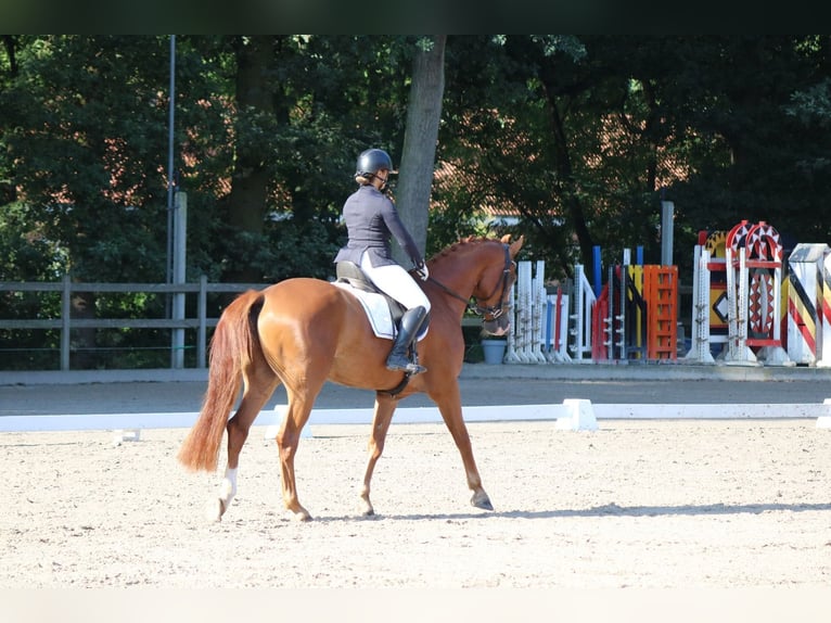 KWPN Castrone 5 Anni 170 cm Sauro in Lommel