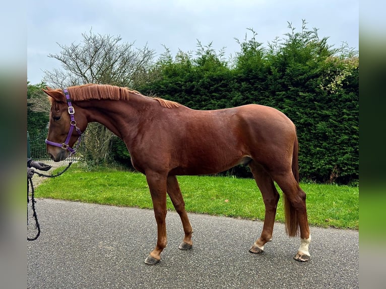 KWPN Castrone 5 Anni 170 cm Sauro scuro in Bocholt