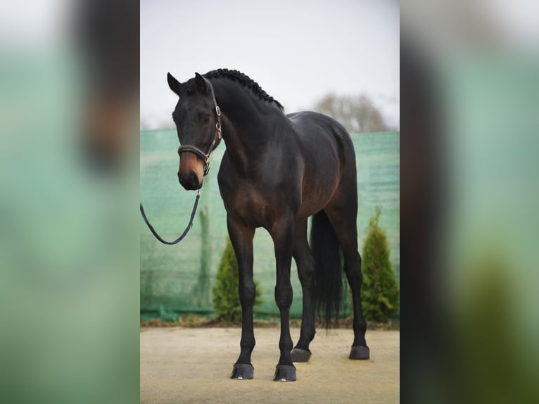 KWPN Castrone 5 Anni 171 cm Baio scuro in Snina