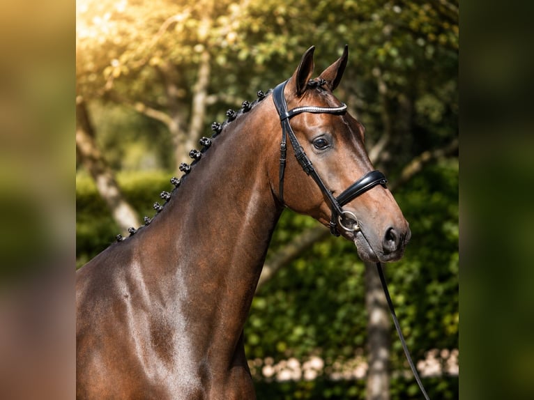 KWPN Castrone 5 Anni 171 cm Baio scuro in Diever