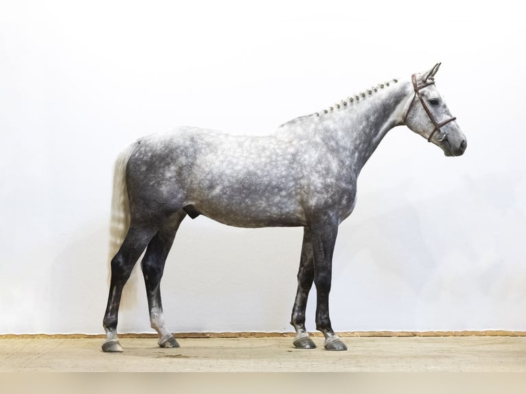 KWPN Castrone 5 Anni 171 cm  in Waddinxveen