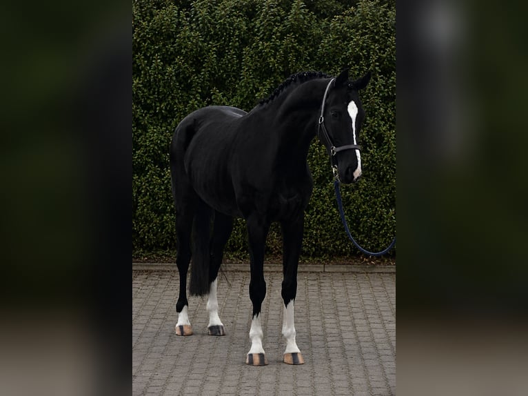 KWPN Castrone 5 Anni 171 cm Morello in Balatonfüred