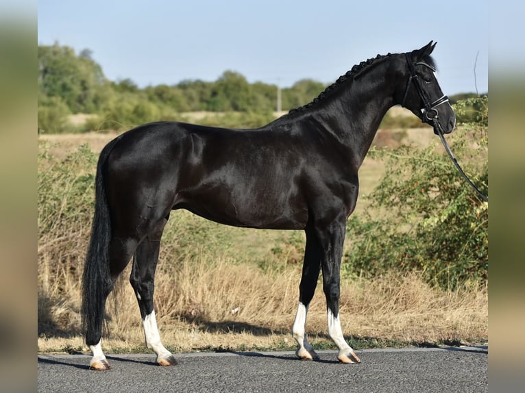 KWPN Castrone 5 Anni 171 cm Morello in Balatonfüred