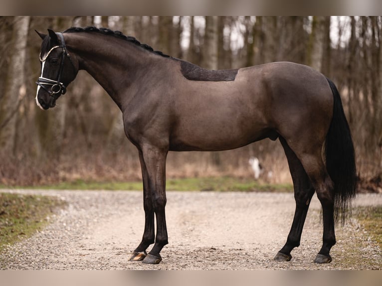 KWPN Castrone 5 Anni 171 cm Morello in Wehringen
