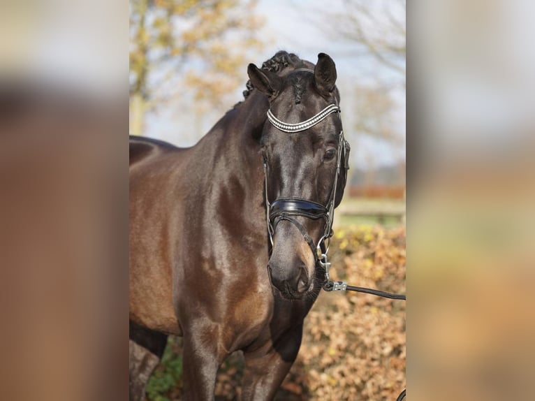 KWPN Castrone 5 Anni 172 cm Baio in Loipersbach im Burgenland