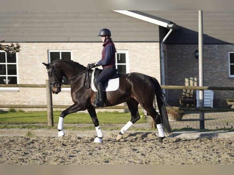 KWPN Castrone 5 Anni 172 cm Baio in Loipersbach im Burgenland
