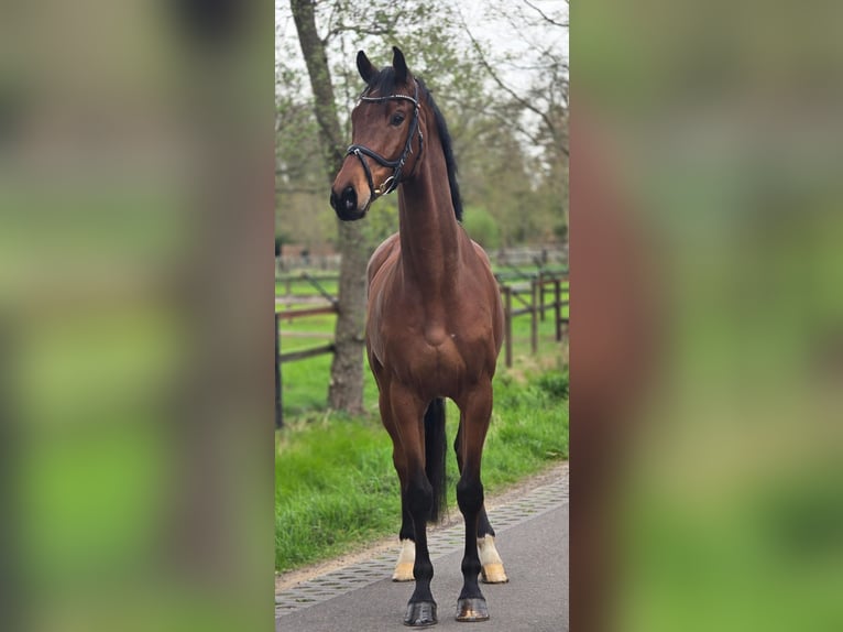 KWPN Castrone 5 Anni 172 cm Baio in Someren