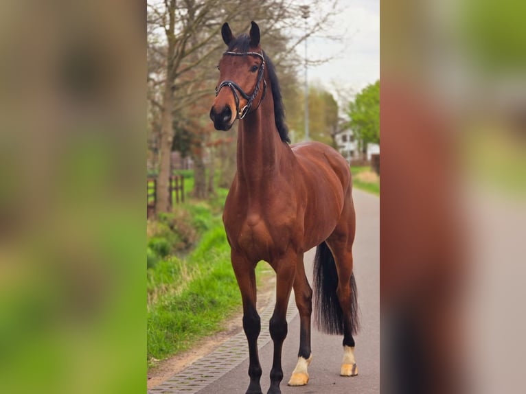 KWPN Castrone 5 Anni 172 cm Baio in Someren