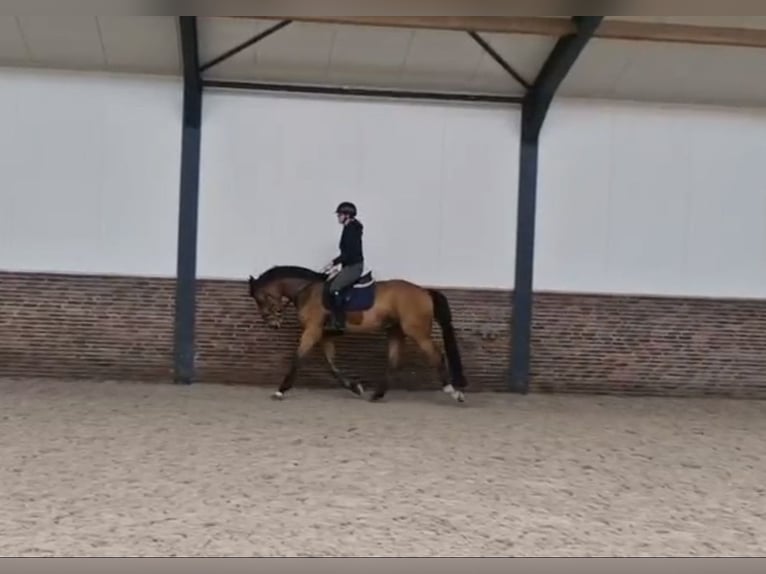 KWPN Castrone 5 Anni 172 cm Baio in Loipersbach im Burgenland