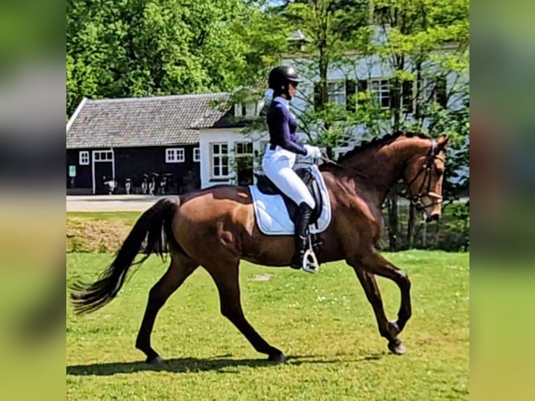 KWPN Castrone 5 Anni 172 cm Baio chiaro in Veenendaal