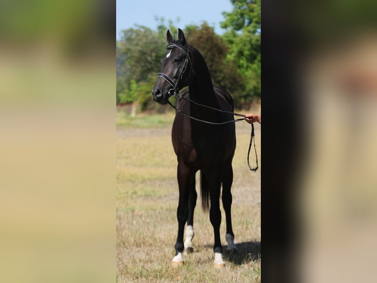 KWPN Castrone 5 Anni 172 cm Baio scuro in Gyula