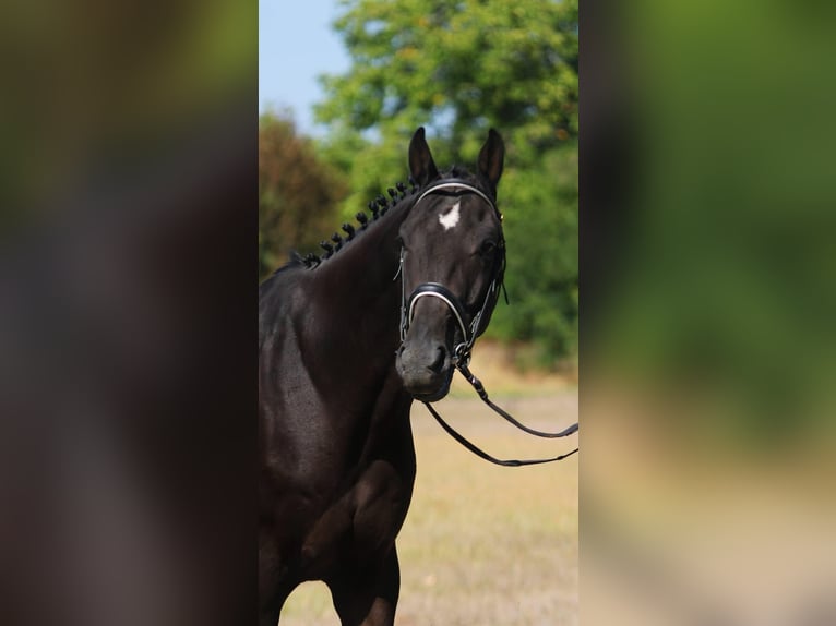 KWPN Castrone 5 Anni 172 cm Baio scuro in Gyula