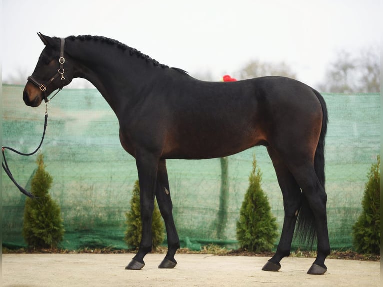 KWPN Castrone 5 Anni 172 cm Baio scuro in Snina