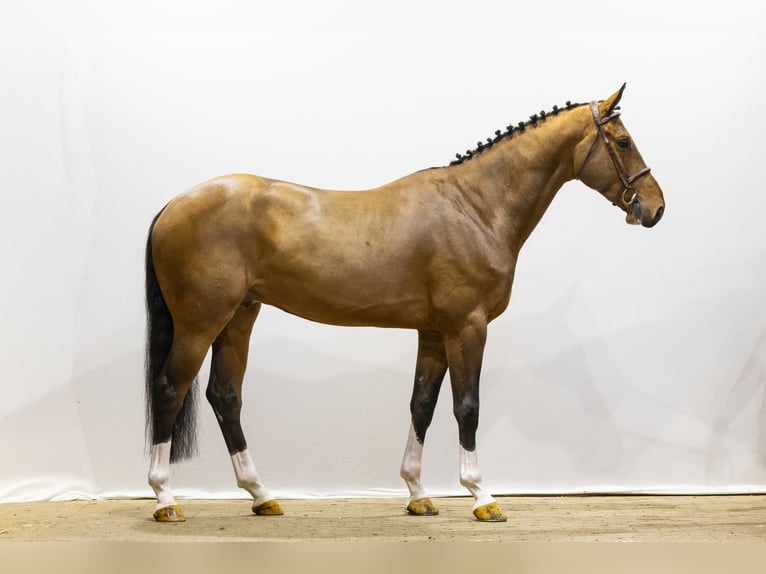 KWPN Castrone 5 Anni 172 cm  in Waddinxveen