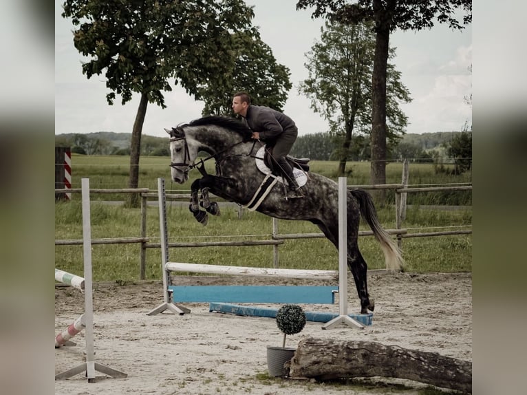 KWPN Castrone 5 Anni 172 cm Grigio in Springe