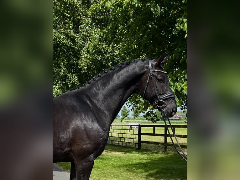 KWPN Castrone 5 Anni 172 cm Morello in Ochtrup